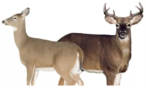 Montana Decoy Dreamteam Buck/Doe Combo Decoy